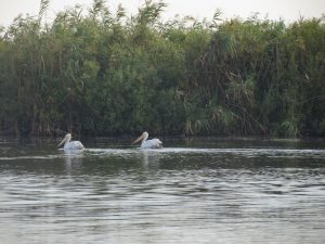 Donaudelta Pelikane