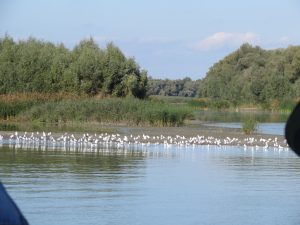 Rumänien Donaudelta by Birgit Strauch Shiatsu Massagen und Bewusstseinscoaching