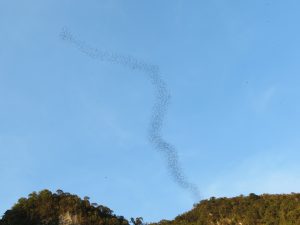 Fledermäuse Penan Borneo Mulu Nationalpark by Birgit Strauch Shiatsu Massagen ThetaHealing