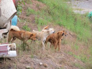 Hunde Borneo Mulu Nationalpark by Birgit Strauch Shiatsu Massagen ThetaHealing