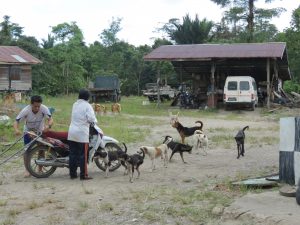 Hunde Borneo Mulu Nationalpark by Birgit Strauch Shiatsu Massagen ThetaHealing