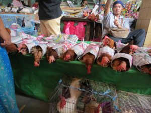 Markt in Sibu Maden Hühner Borneo Sarawak by Birgit Strauch Shiatsu & ThetaHealing