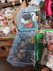 Markt Maden Hühner Sibu Borneo Sarawak by Birgit Strauch Shiatsu & ThetaHealing