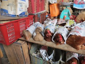 Markt in Sibu Maden Hühner Borneo Sarawak by Birgit Strauch Shiatsu & ThetaHealing