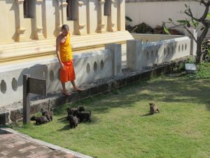 Hunde in Chiang Mai Nordthailand Birgit Strauch Shiatsu Motivationscoaching