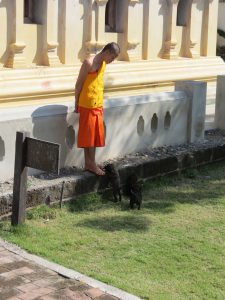 Hunde in Chiang Mai Nordthailand Birgit Strauch Shiatsu Motivationscoaching