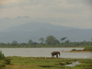 Uda Walawe Sri Lanka Elefanten by Birgit Strauch Shiatsu Bewusstseinscoaching