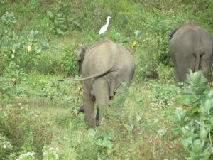 Uda Walawe Sri Lanka Elefanten by Birgit Strauch Shiatsu Bewusstseinscoaching