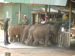 Waisenhaus für Elefanten Embilipitiya Sri Lanka by Birgit Strauch Shiatsu Bewusstseinscoaching