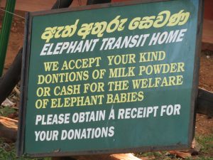 Waisenhaus für Elefanten Embilipitiya Sri Lanka by Birgit Strauch Shiatsu Bewusstseinscoaching