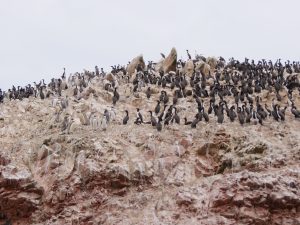 Islas Ballestas Peru Reisebericht by Birgit Strauch Shiatsu Bewusstseinscoaching