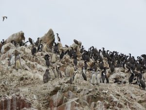 Islas Ballestas Peru Reisebericht by Birgit Strauch Shiatsu Bewusstseinscoaching