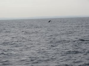 Mirissa Whale Watching Sri Lanka Blauwale by Birgit Strauch Shiatsu & ThetaHealing
