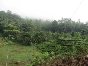 Sinharaja Rainforest Sri Lanka by Birgit Strauch Shiatsu & ThetaHealing