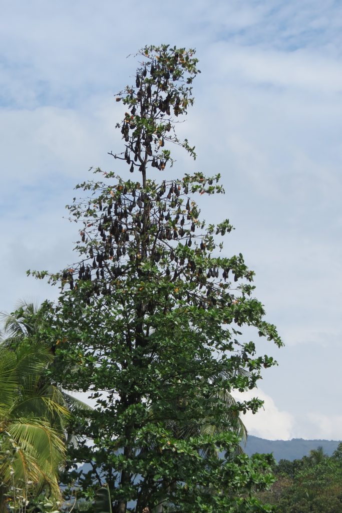 Flughunde Baum Kandy Sri Lamka by Birgit Strauch Shiatsu & ThetaHealing
