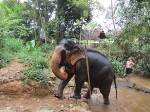 Kandy Elefanten Ritt Baden Sri Lanka by Birgit Strauch Shiatsu & ThetaHealing