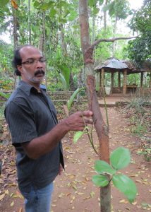 Kandy Ayurveda Gewürz Garten by Birgit Strauch Shiatsu & ThetaHealing