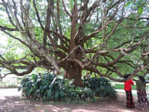 Kandy Botanischer Garten by Birgit Strauch Shiatsu & ThetaHealing