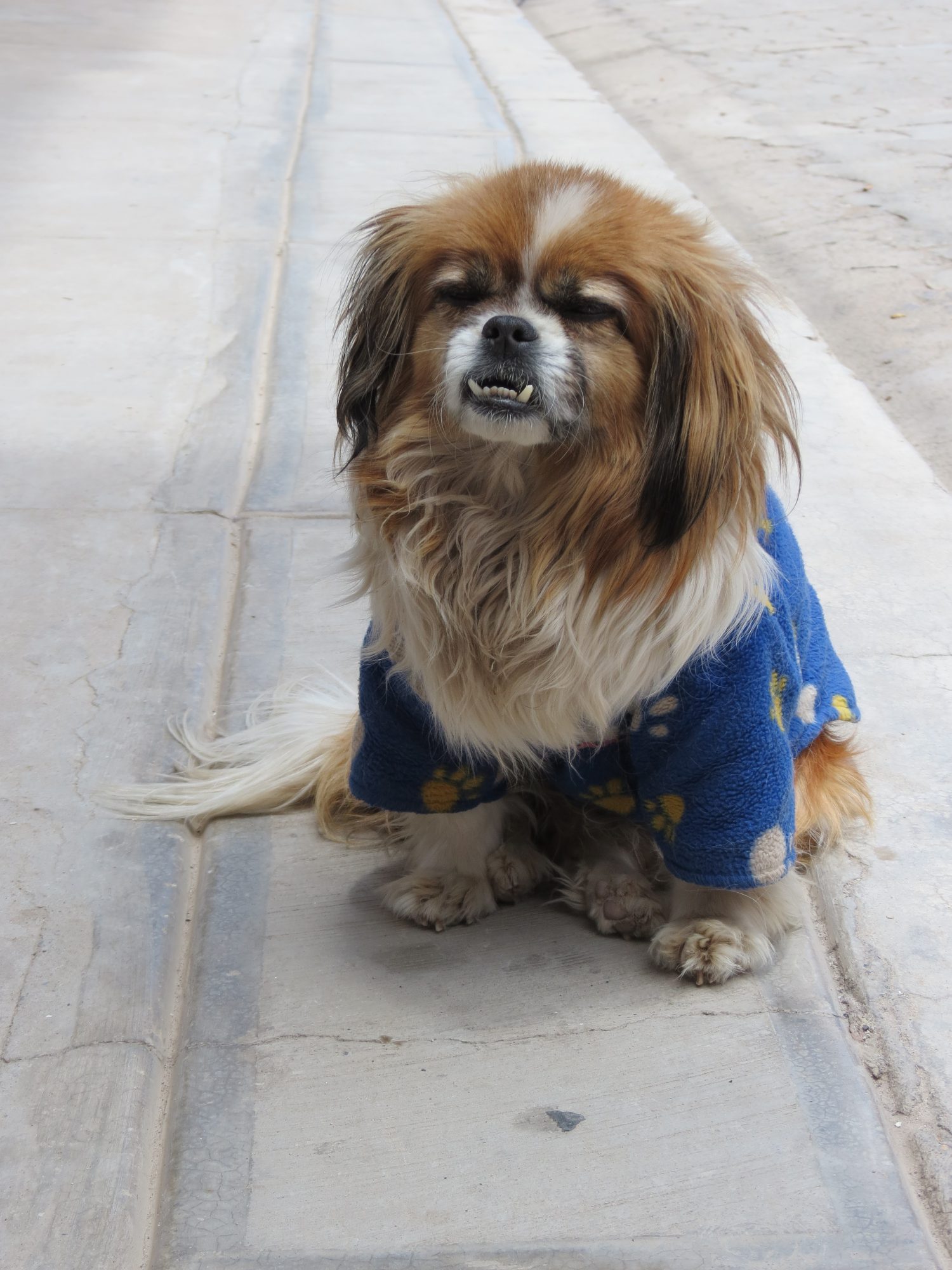 faktum Sump spil Bolivien (5/5): Hunde Hunde Hunde – Bewusst Wandlerin