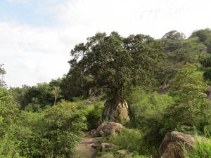 Hurulu Eco Park Elefanten Sri Lanka by Birgit Strauch Shiatsu ThetaHealing