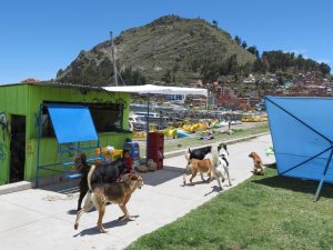 Hunde Copacabana Titicacasee Bolivien by Birgit Strauch Shiatsu ThetaHealing