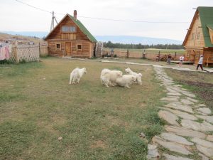 Insel Olchon Baikalsee Schlittenhunde by Birgit Strauch Shiatsu & ThetaHealing