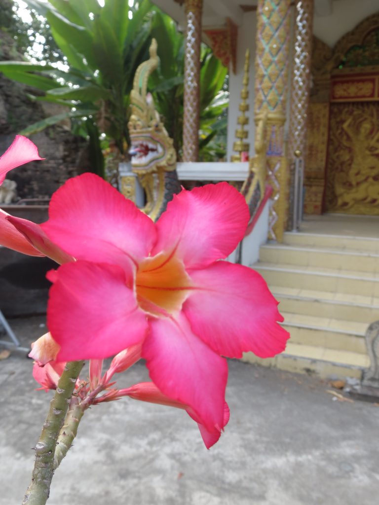 Wat Lamchang Chiang Mai by Birgit Strauch Thaimassage & Bewusstseinscoaching