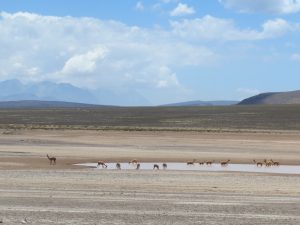 Laguna de Pampa Blanca Vicunjas Peru Chivay by Birgit Strauch Shiatsu & Bewusstseinscoaching