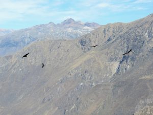 Condore Colca Canyon Maca Yanque by Birgit Strauch Shiatsu & Bewusstseinscoaching