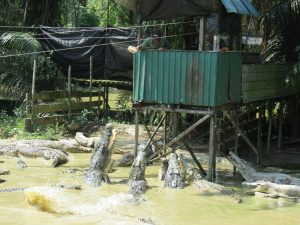 Jong`s Crocodile Farm Sarawak Borneo by Birgit Strauch Shiatsu & Bewusstseinscoaching