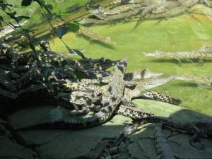 Jong`s Crocodile Farm Sarawak Borneo by Birgit Strauch Shiatsu & Bewusstseinscoaching