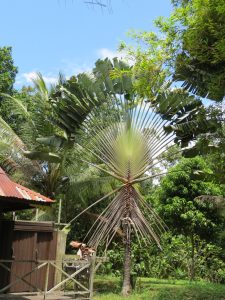 Treetops Lodge Miri Sarawak by Birgit strauch Shiatsu & ThetaHealing