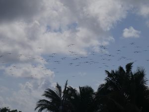 Fregattvögel Isla Mujeres Cancun by Birgit Strauch Shiatsu & Bewusstseinscoaching