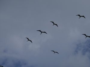 Fregattvögel Isla Mujeres Cancun by Birgit Strauch Shiatsu & Bewusstseinscoaching