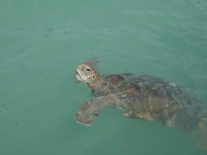 Tortugranja Schildkröte Isla Mujeres Cancun by Birgit Strauch Shiatsu & Bewusstseinscoaching