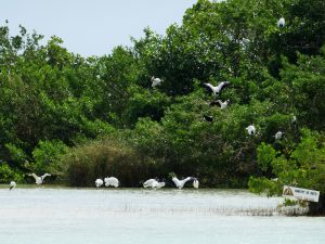 Vogelinsel Isla de Pajeros Bootstour Cenote Bacalar Lagune Mexiko by Birgit Strauch Shiatsu & Bewusstseinscoaching