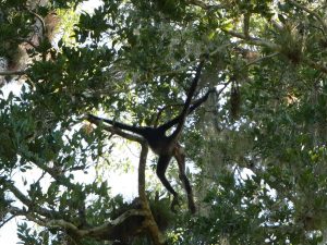 Tikal Klammeraffen Mono Arana Kaugummi Vogelspinne Guatemala by Birgit Strauch Shiatsu & Bewusstseinscoaching