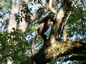 Tikal Klammeraffen Mono Arana Kaugummi Vogelspinne Guatemala by Birgit Strauch Shiatsu & Bewusstseinscoaching