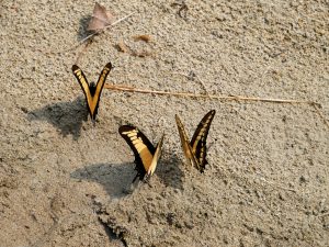 Schmetterlinge Laguna Lachua Guatemala by Birgit Strauch Shiatsu & Bewusstseinscoaching