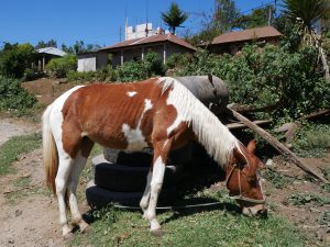 Pferd San Rafael la Independencia Guatemala by Birgit Strauch Shiatsu & Bewusstseinscoaching