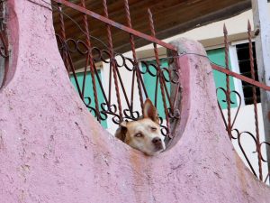 Hund San Rafael la Independencia Guatemala by Birgit Strauch Shiatsu & Bewusstseinscoaching