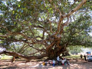 Baum Pindaya Höhlen Myanmar by Birgit Strauch Shiatsu & Bewusstseinscoaching