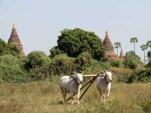 Ochsen Radtour Bagan by Birgit Strauch Shiatsu & Bewusstseinscoaching