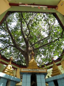 Mahamuni Pagode Bodhi Tree Mandalay Burma by Birgit Strauch Bewusstwandlerin Bewusstseinscoaching