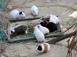 Zoo Yangon Burma by Birgit Strauch Bewusstwandlerin Bewusstseinscoaching
