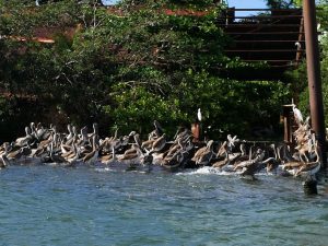 Pelikane Bootsfahrt Livingston Guatemala by Birgit Strauch Bewusstseinscoaching & Shiatsu