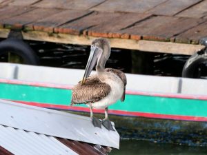 Pelikan Livingston Rio Dulce by Birgit Strauch Shiatsu & Bewusstseinscoaching