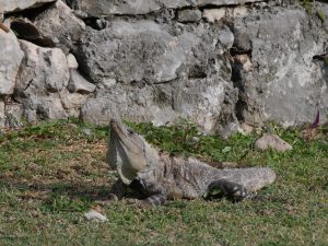 Tulum Ruinen Waran Leguan Mexiko by Birgit Strauch Bewusstseinsscoaching und Shiatsu
