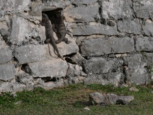 Tulum Ruinen Waran Leguan Mexiko by Birgit Strauch Bewusstseinsscoaching und Shiatsu