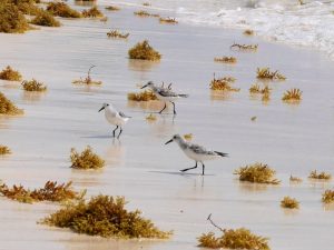 Vögel Mezzanine Tulum Strand Mexiko by Birgit Strauch Bewusstseinsscoaching und Shiatsu